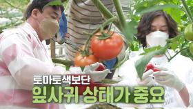 백종원×김희철, 토마토 요리 위한 토마토 수확 개시!