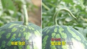 ‘과일 선별 달인’ 기발한 수박 선별 꿀팁 공개