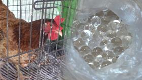 영롱한 알? 닭이 낳은 수상한 달걀!