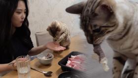 ‘식탐 고양이’ 돌체의 못 말리는 음식 집착!