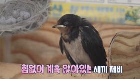 6남매 육아의 달인 부부 제비부터 신혼부부까지! 제비 성장드라마 개봉박두!