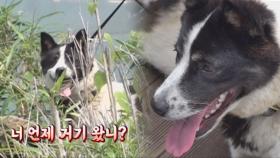 가족인듯 가족아닌 의문의 마당 점령견 ‘따리’