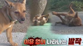 시도 때도 없이 발작하는 유기견 ‘보리’