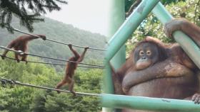 오랑우탄 뽀미×뽀리, 생애 첫 고공 타워 점령기!