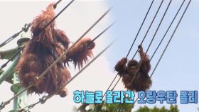 하늘을 걷는 오랑우탄 ‘폴리’의 거침없는 줄타기!