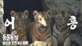 [11월 21일 예고] 호랑이 5둥이의 우당탕탕 성장기!