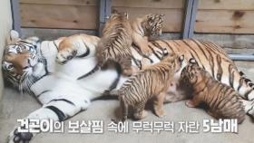 역대급 경사! 한국호랑이 5둥이 탄생!