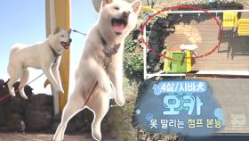 ‘점핑 반려견’ 모카, 못 말리는 점프 본능!