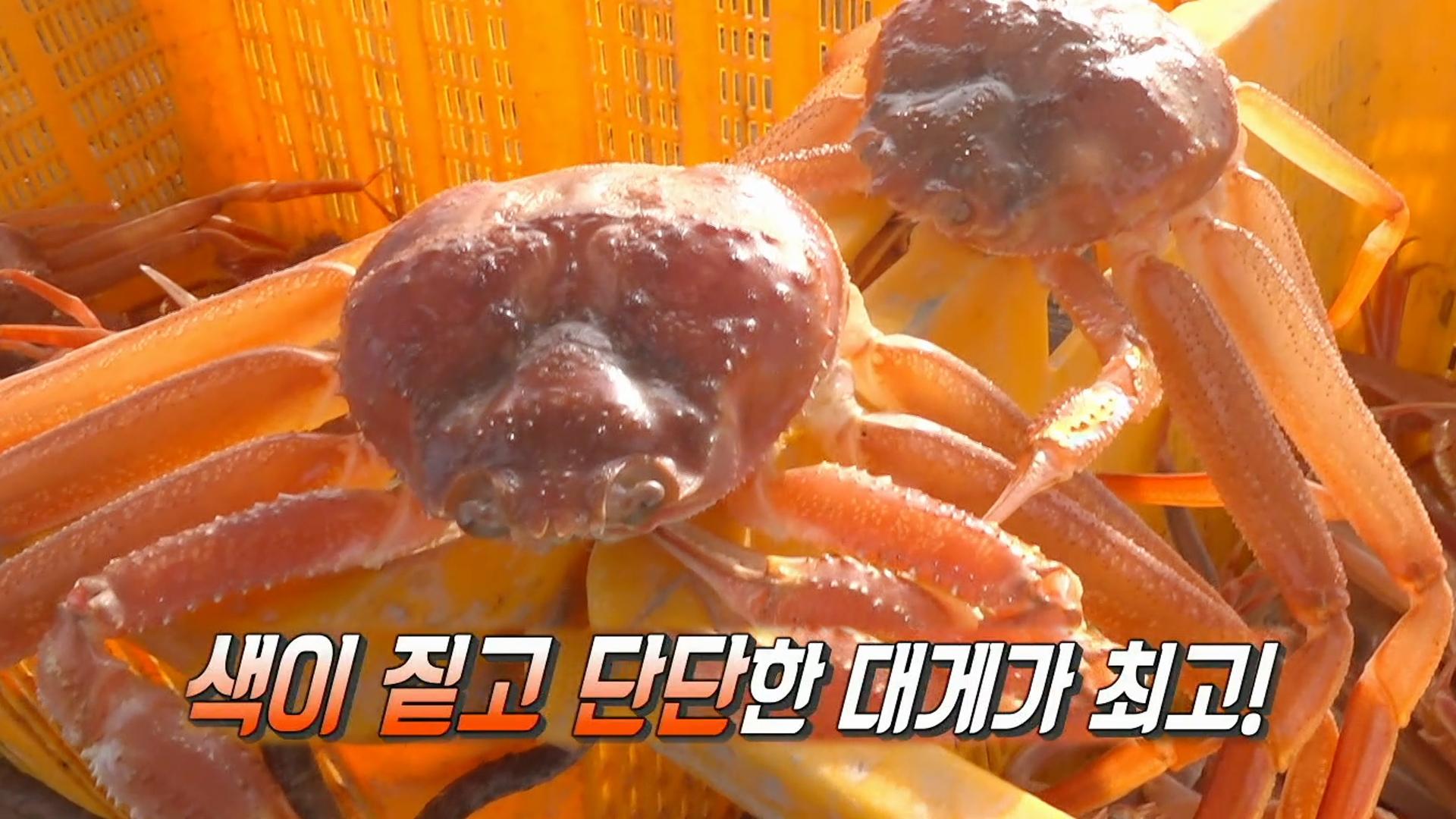 바다가 만든 붉은 대나무, 겨울 동해의 맛! ‘영덕 대게’ | ZUM TV