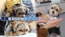 목줄만 하면 망부석, 속박 거부犬 김치!