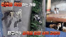 어느 날 갑자기 나타난 고양이 사냥꾼 황구와 백구