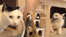 5공주파 공격 피해 천장에 붙어사는 고양이 ‘새로이’