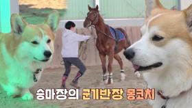 승마장 군기반장, 카리스馬 코치 ‘몽이’