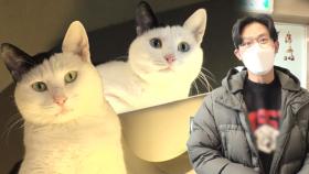 높은 곳에서 내려오지 않는 고양이 ‘새로이’