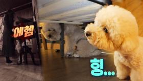 견주 기침에만 줄행랑치는 강아지 ‘태리’