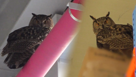 축구장 3배 크기의 넓은 창고에 갇힌 ‘수리부엉이’