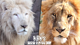 [3월 6일 예고] 백사자의 전쟁, 한치의 양보도 없는 치열한 승부