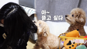 시도 때도 없이 머리채 물어뜯는 강아지 ‘꽁지’