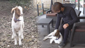 아저씨만 보여! 초강력 껌딱지 보어 염소 인절미