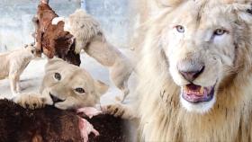 야생성 UP! 자존감 UP! 백사자 모의 사냥 훈련