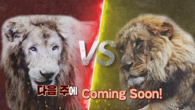 [3월 13일 예고] ‘일촉즉발’ 사파리 왕국, 서열 1위 다옴이 VS 백사자 랑크!