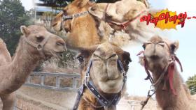 제주도의 외로운 낙타 자리돔, 자리돔을 향한 다금×바리 공격!