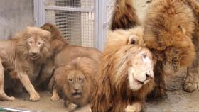 8개월의 대장정, 백사자 합사 프로젝트!