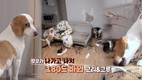 역대급 사고 스케일! 파괴 왕 비글 ‘그리×그루’