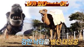 따돌림당하는 수컷 낙타, 자리돔의 기 살리기 프로젝트!