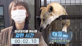 자유를 찾아서 매일 견사를 탈출하는 강아지 태일이!