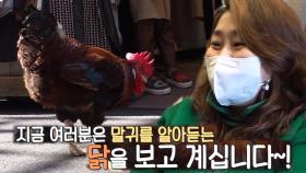 닭아지라 불러다오! 똑똑한 반려 닭 삑삑이!