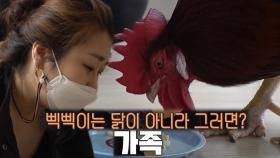 반려 닭 삑삑이 엄마, 삑삑이에게 지극 정성인 이유 공개♥