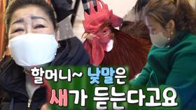 반려 닭 삑삑이, 괴롭히는 할머니에 전투태세!