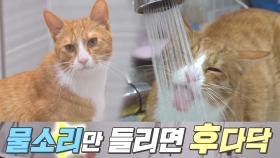 물을 사랑하는 고양이가 있다? 물냥이 ‘다온이★’