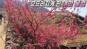 가슴 가득 채우는 봄의 싱그러움! 남도의 매화 물결★