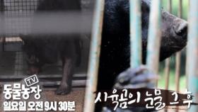 [4월 3일 예고] 죽어야만 끝나는 사육 곰의 눈물, 그 후!