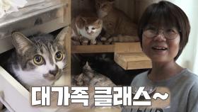 고양이 30마리와 아주 특별한 대가족!