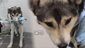 밖에서는 활발 집만 가면 얼음 되는 진도스키 ‘글렌’