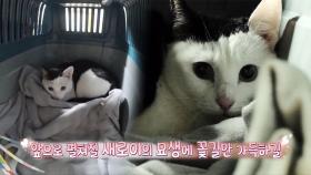 새로운 냥집사 부부와 새로이의 새로운 출발♡