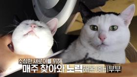 천장에 붙어사는 고양이 새로이의 기쁜 입양 소식!