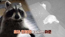 밤마다 정체불명의 흔적, 홍대 한복판에 나타난 라쿤?