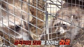 홍대 앞 옥상에 사는 라쿤 구조 대작전!