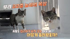 22층 고층 아파트 옥상에 사는 고양이 ‘애옹이’