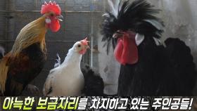 볏부터 닭발까지! 개성 만점 외모의 관상 닭의 향연★