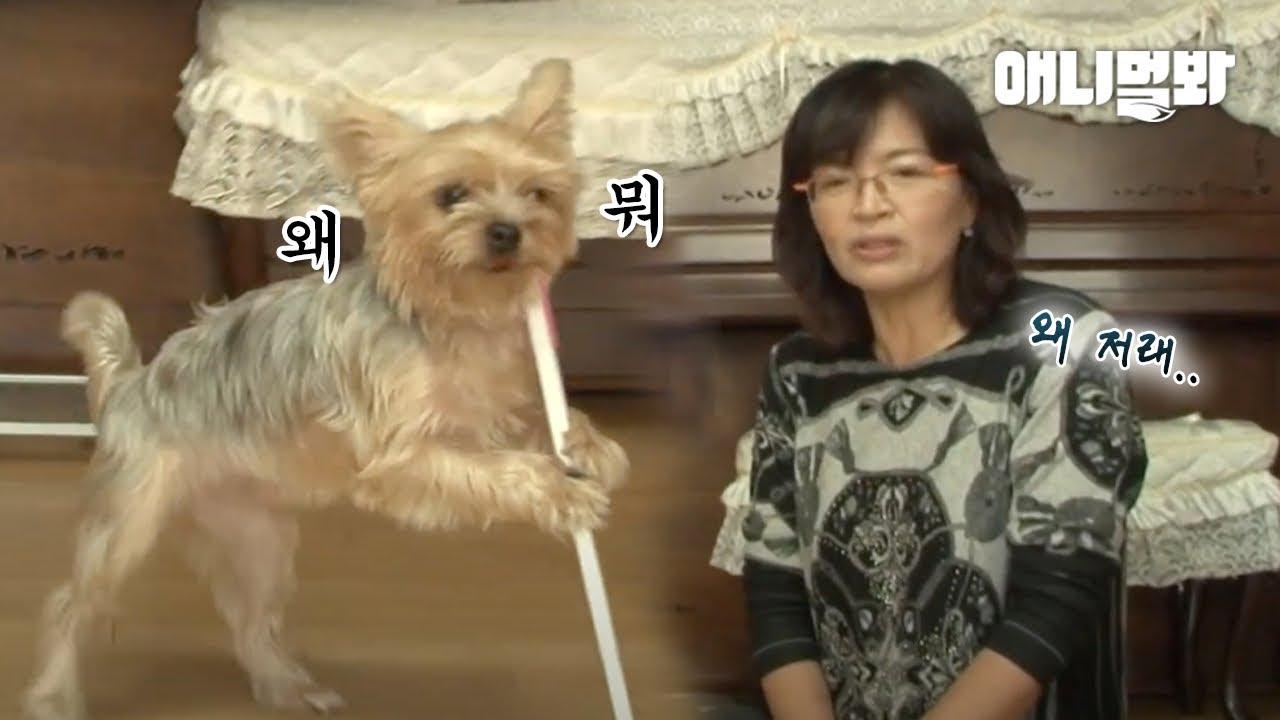 dog-that-walks-on-two-feet-with-a-cane