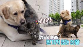 덕선이만 바라보냥! 까망과 베르의 묘한 덕질 라이프