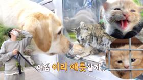 애틋한 개와 고양이 사이! 까망×베르 구조작전