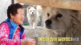 날 내버려 두개! 해녀 할머니를 피하는 숫달이