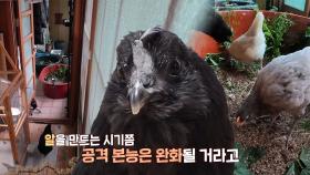 유치원 명물 삐삐의 공격성 줄이기 위한 솔루션!