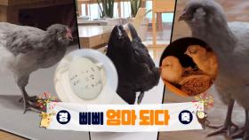 유치원 인싸 삐삐의 금쪽같은 내 새끼